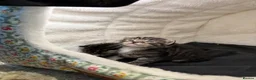 American Shorthair cats for sale: 4 Beautiful American Shorthair Kittens  - Advert 9