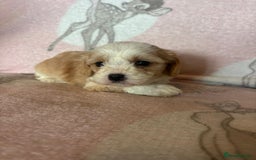 Cavapoo dogs for sale: Stunning Cavapoo puppies from family home  - Advert 36