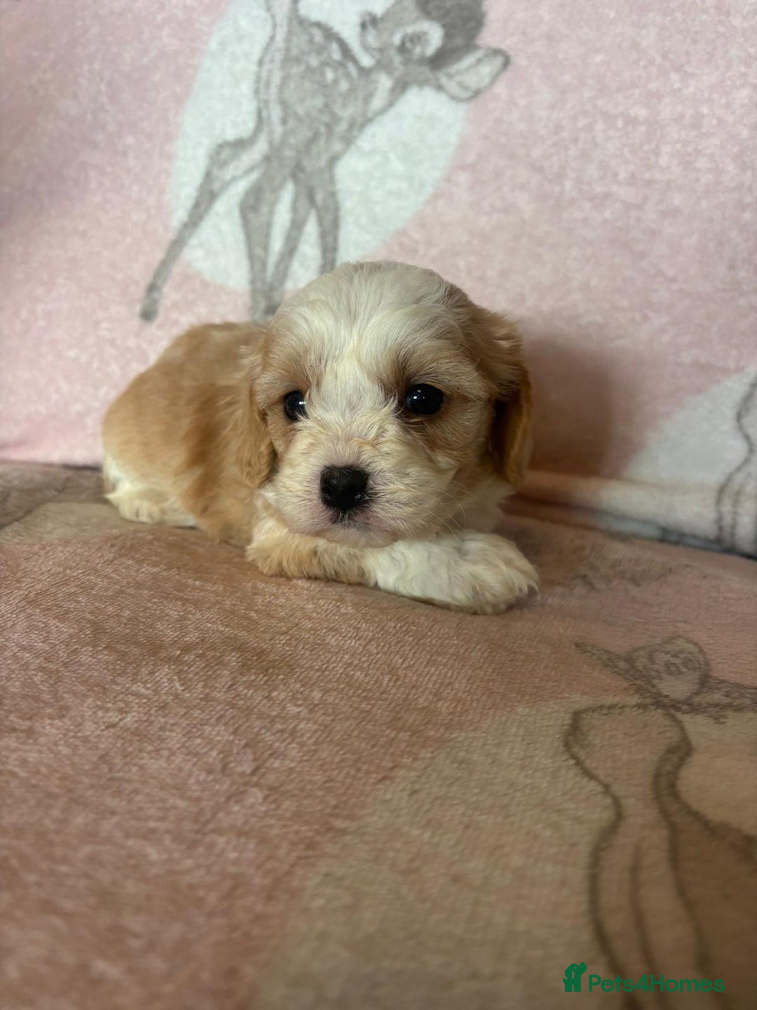 Cavapoo dogs for sale: Stunning Cavapoo puppies from family home  - Advert 36