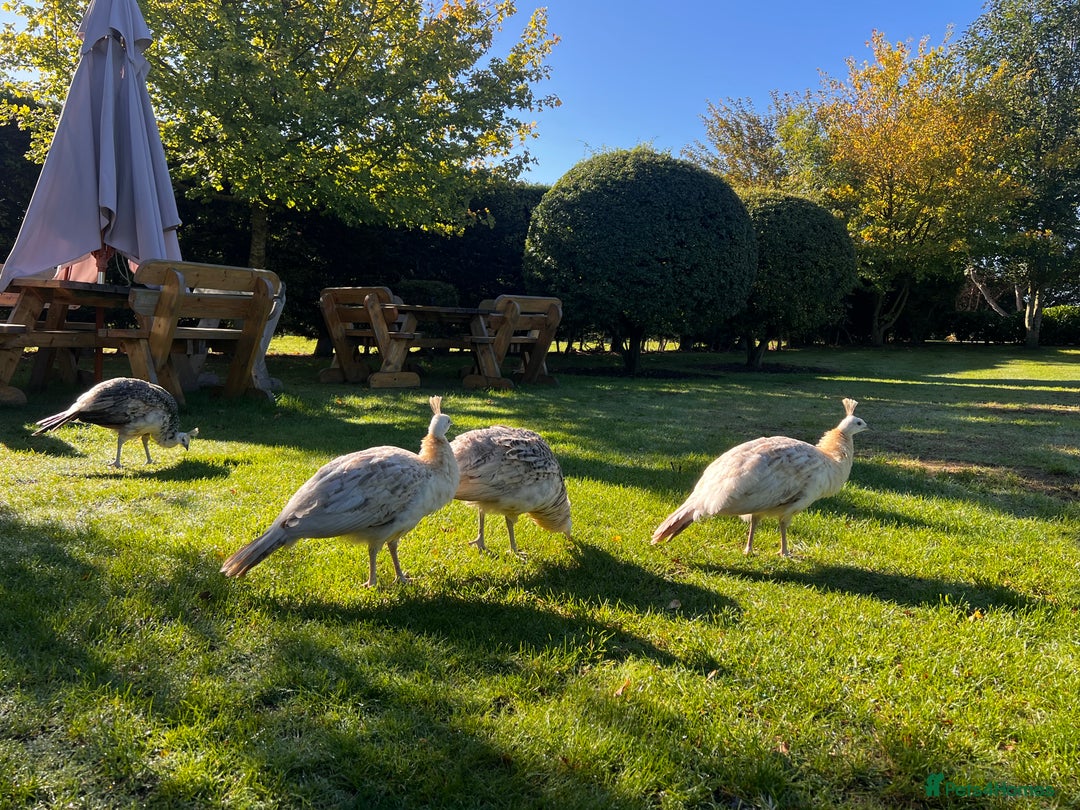 Peafowl poultry for sale: Peafowl for sale  - Image 2