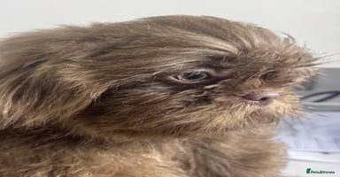 Shih Tzu dogs - Advert 7