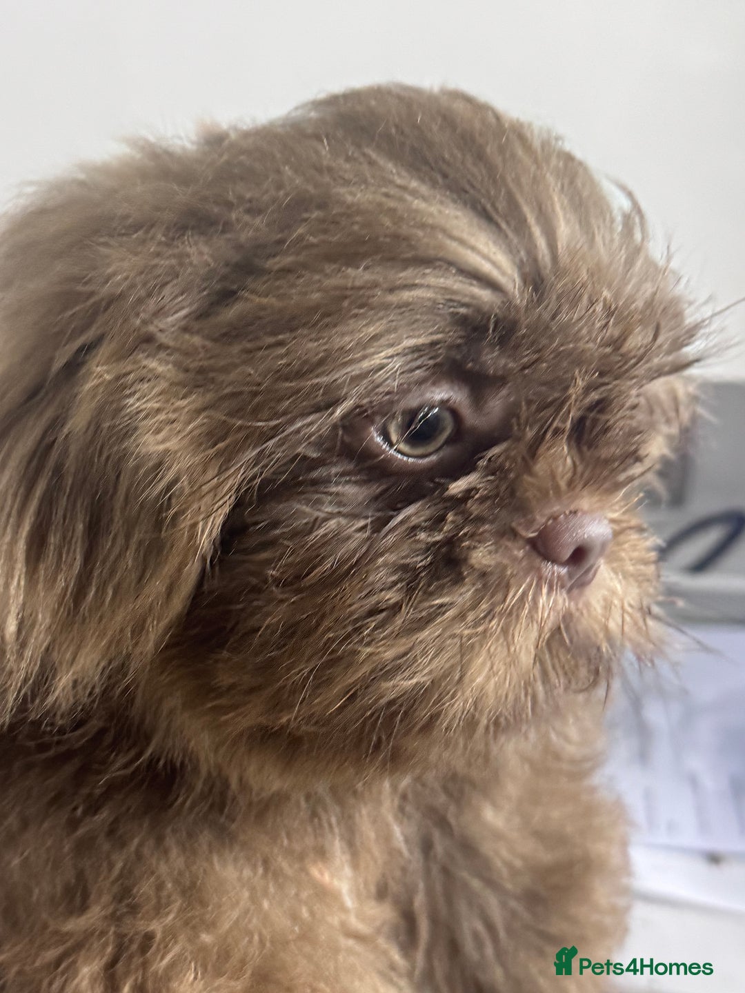 Shih Tzu dogs for sale: Shihtzus lilacs 5* KC REGISTERED - Image 3