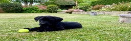 Labrador Retriever dogs for stud: Proven KC registered black field lab, for stud in Wirral - Advert 11