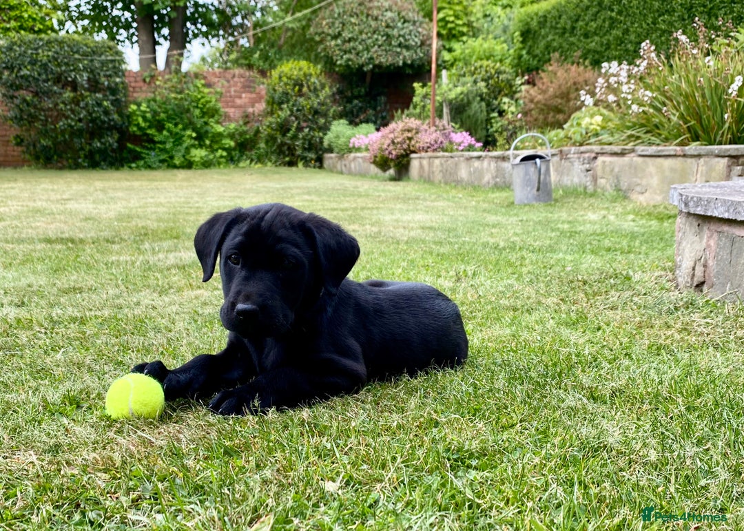 Labrador Retriever dogs for stud: Proven KC registered black field lab, for stud in Wirral - Advert 11