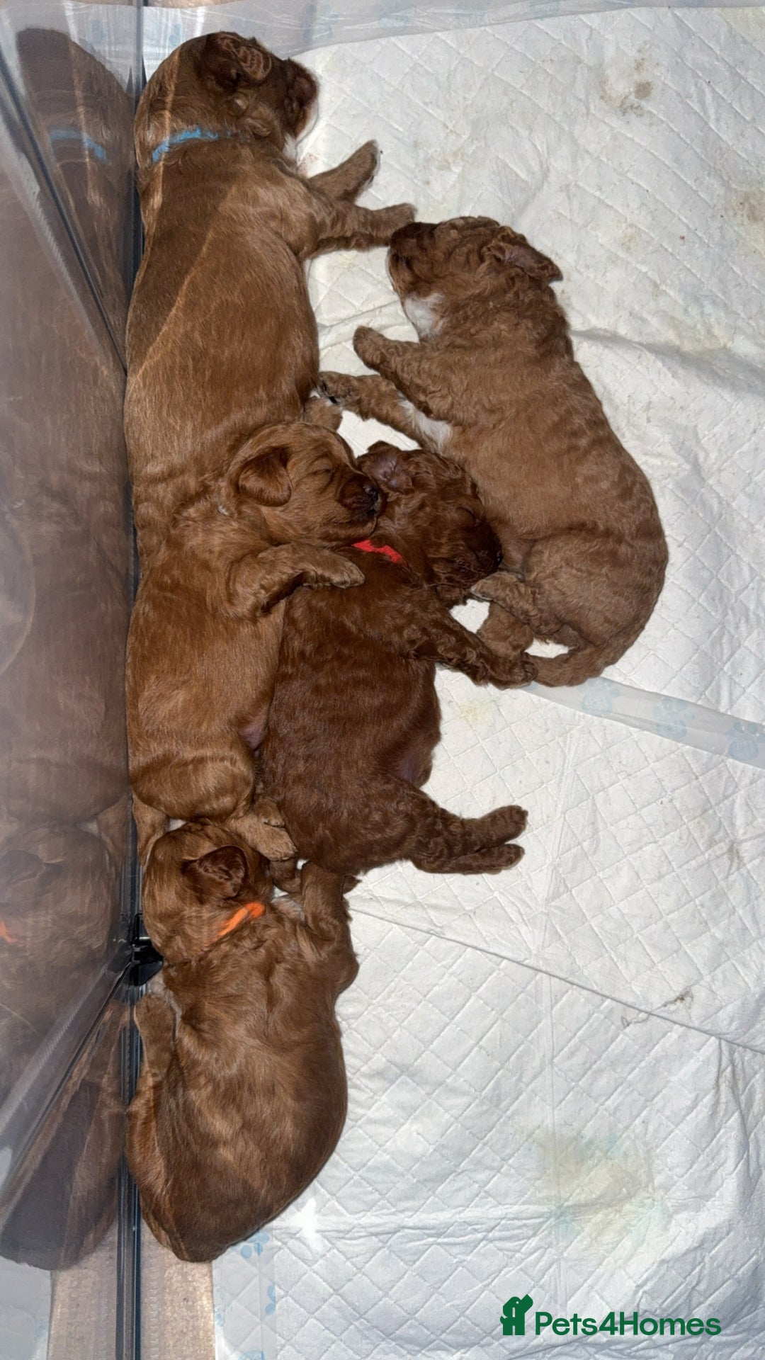 Cockapoo dogs for sale: Championship bloodline F1B toy Cockapoos  - Advert 23