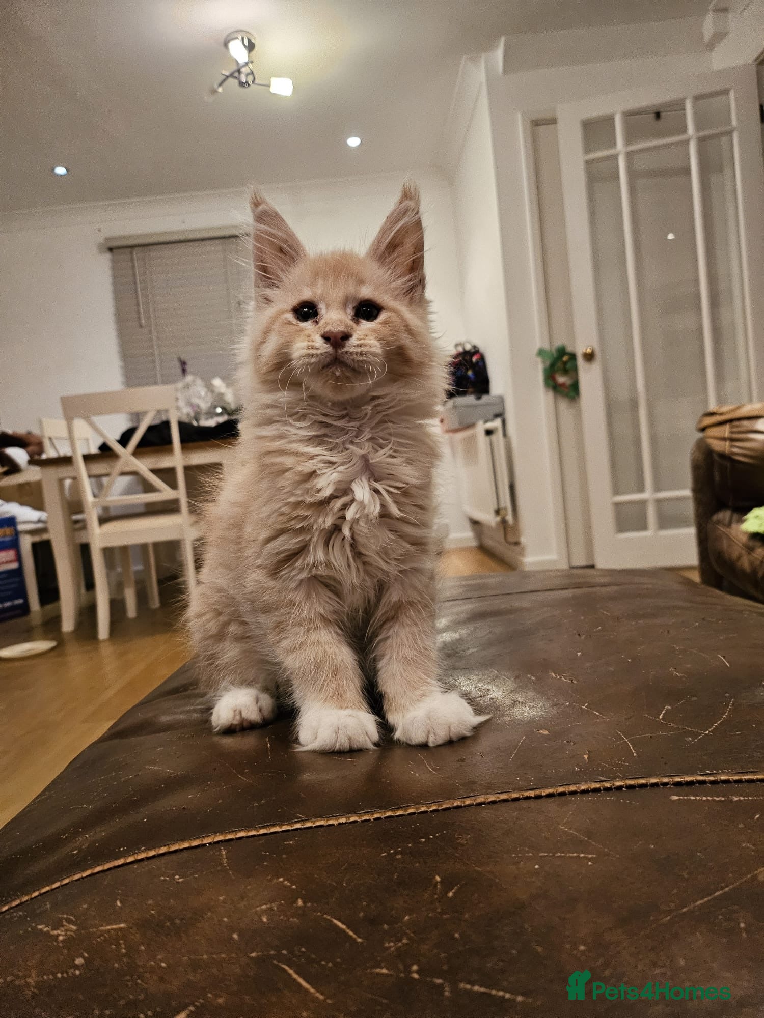 Maine Coon cats Pure Breed Mainecoon kittens for sale.  - Advert 18