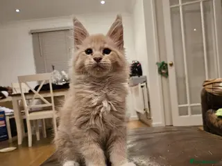Maine Coon cats Pure Breed Mainecoon kittens for sale. - Advert 18