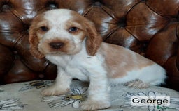 Cocker Spaniel dogs for sale: Kc English show spaniels  - Image 5