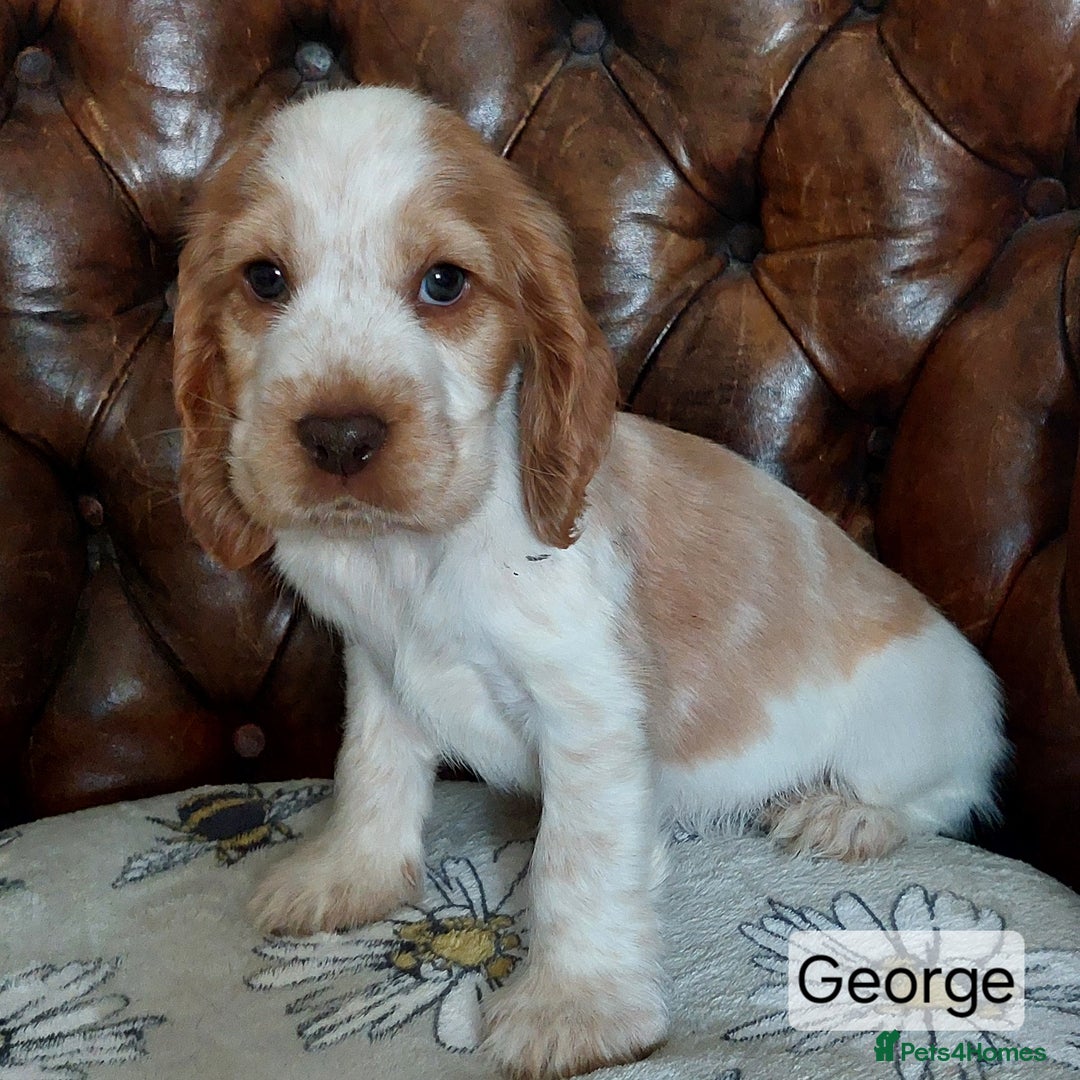 Cocker Spaniel dogs for sale: Kc English show spaniels  - Image 5