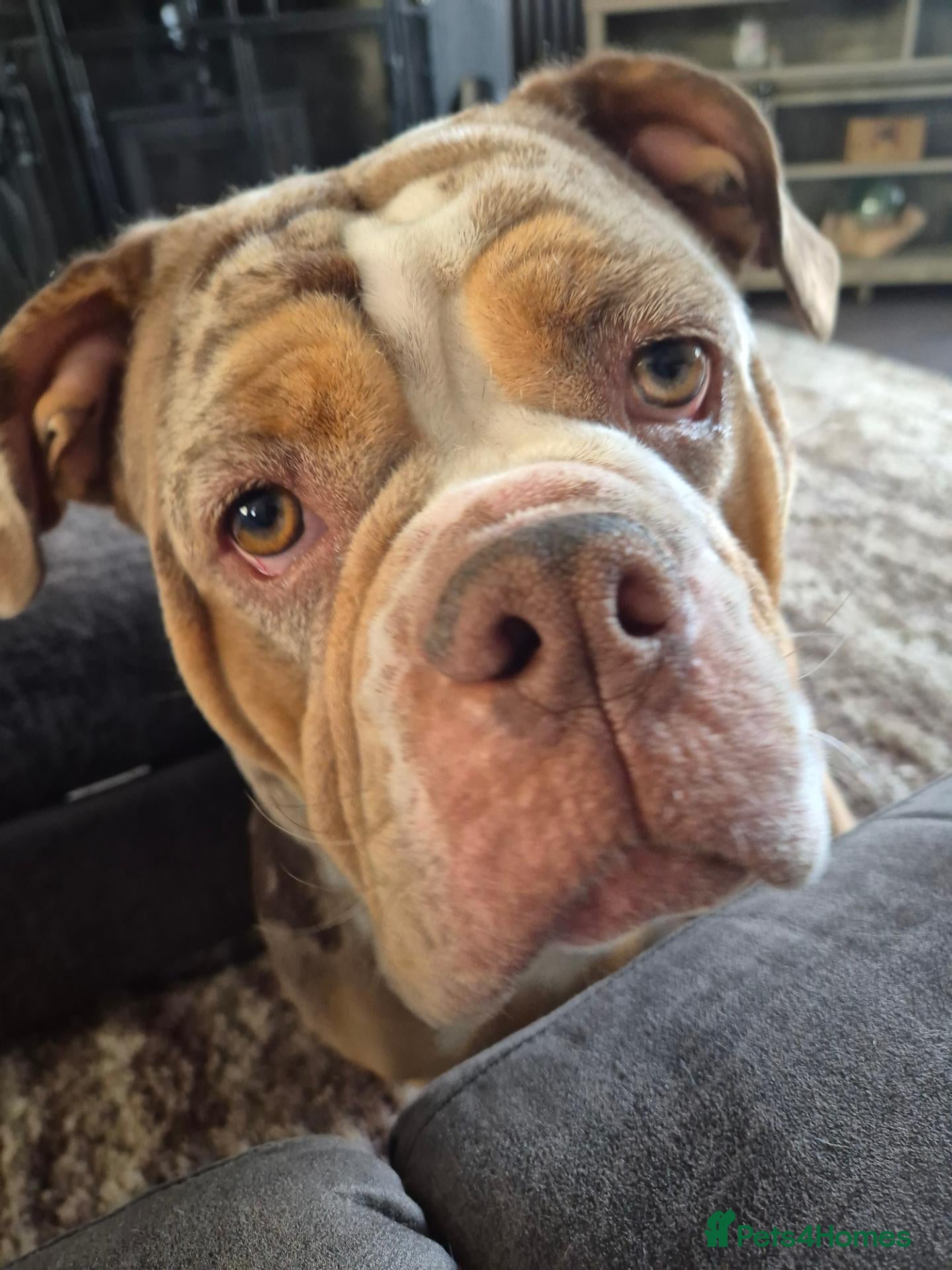 Olde English Bulldogge dogs Old English Bulldogge  - Advert 1