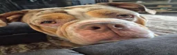 Olde English Bulldogge dogs for sale: Old English Bulldogge  - Advert 1