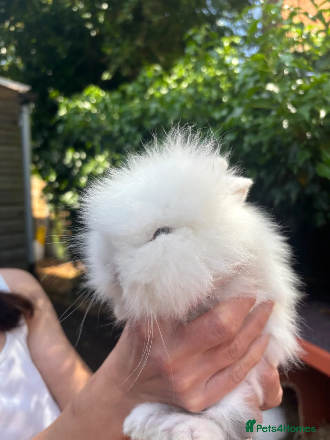 Lionhead rabbits for sale: Double Maned Lionhead READY TO LEAVE - Advert 1