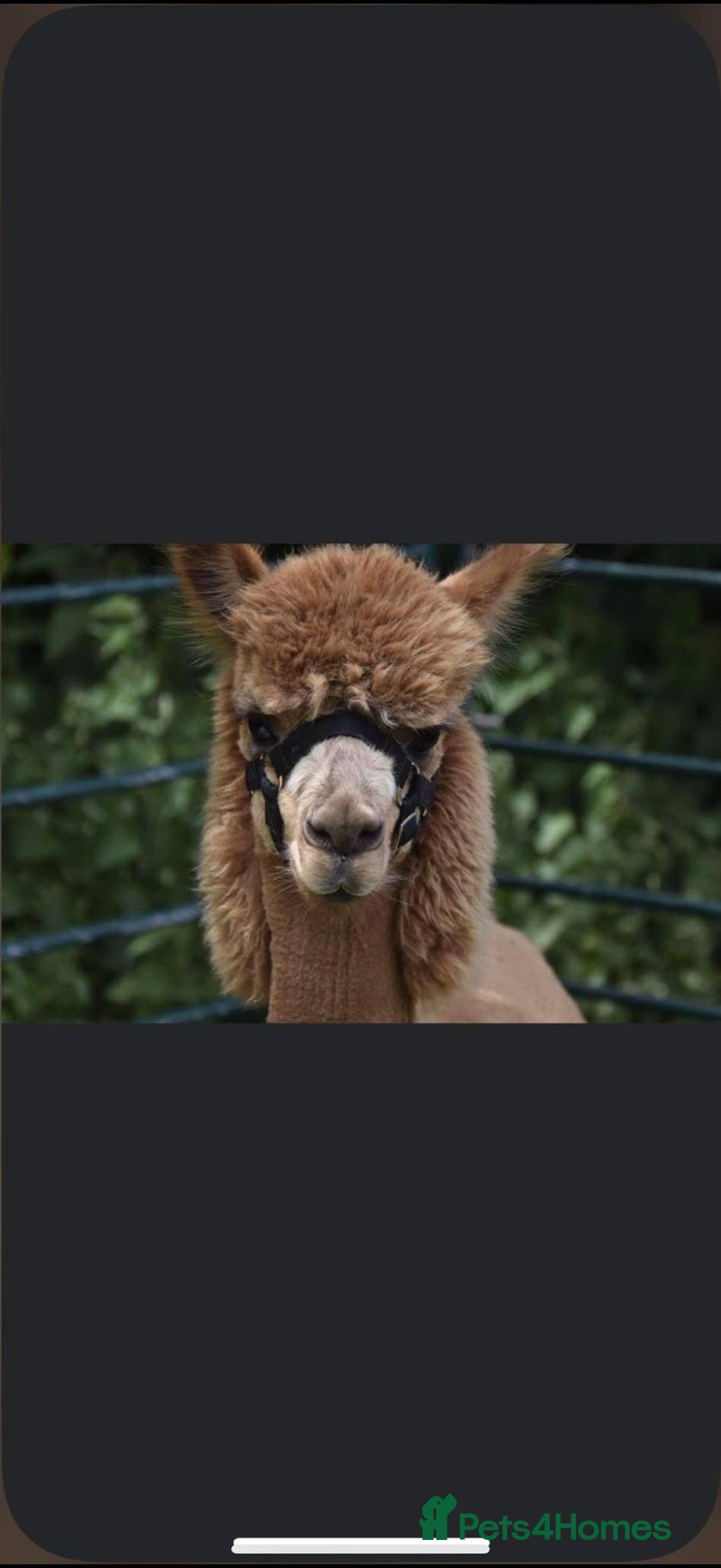 Alpaca livestock for sale: Trekking alpacas BAS registered  - Advert 5