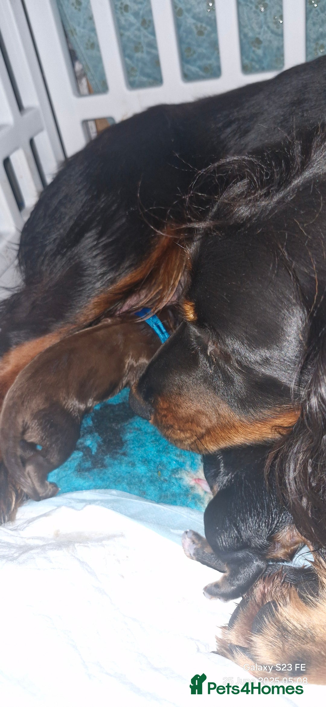 Cocker Spaniel dogs for sale: Cocker Spaniel puppies - Image 15