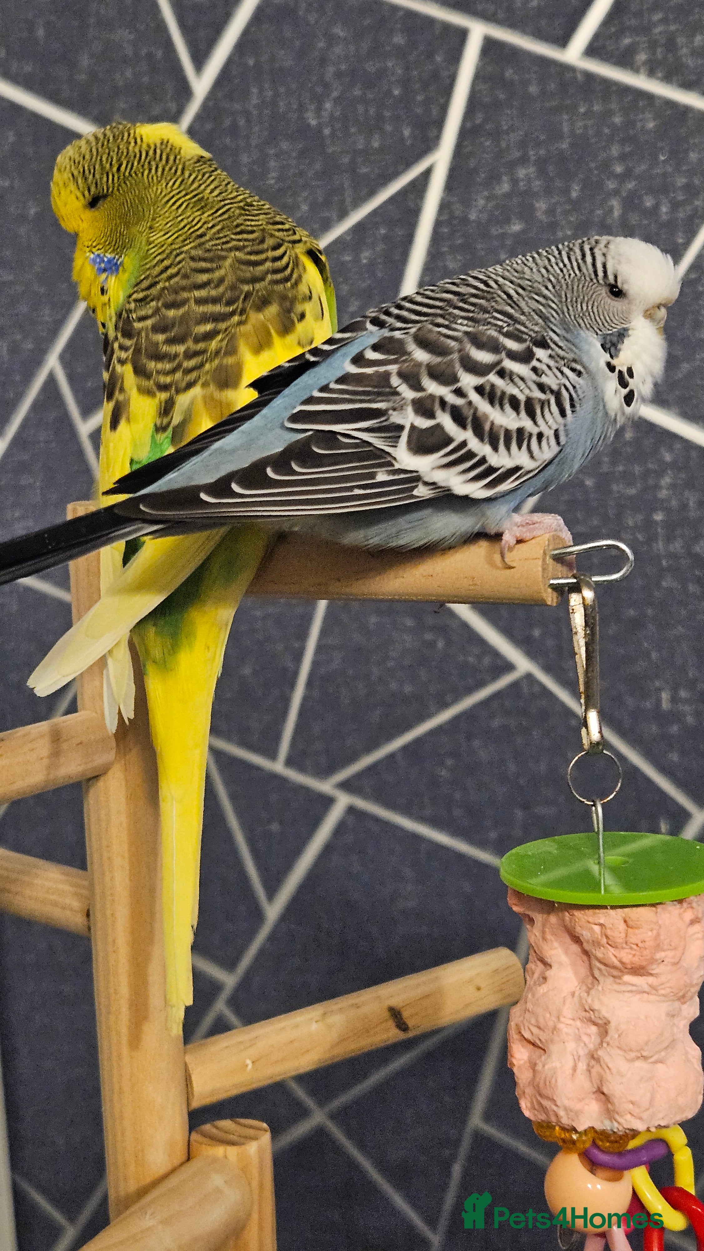 Budgerigars birds Bonded Female & Male - Advert 1