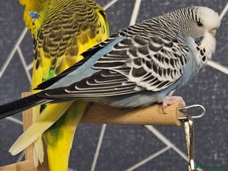 Budgerigars birds Bonded Female & Male - Advert 1