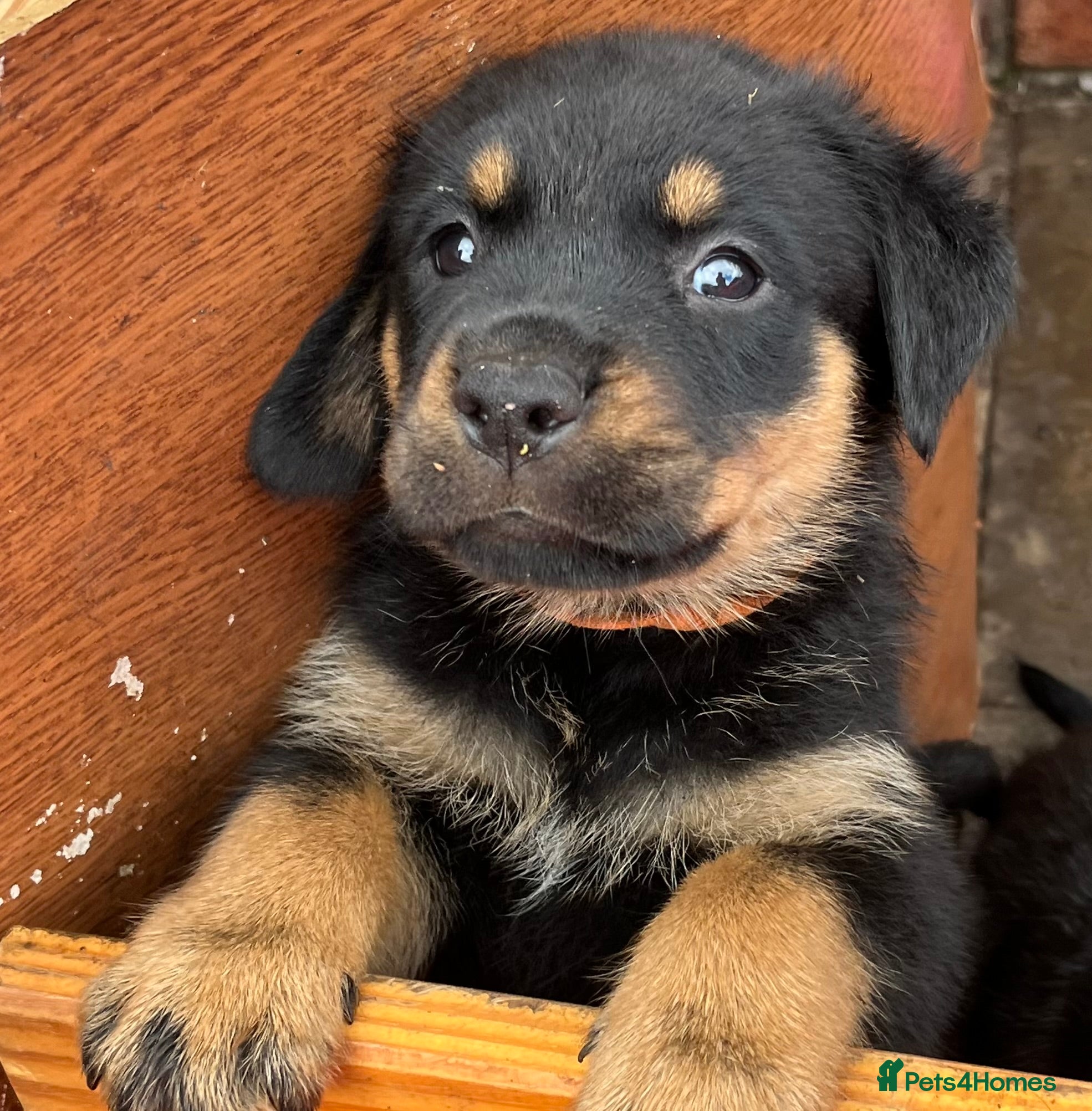 Mixed Breed dogs Rottweiler Doberman mix - Advert 2