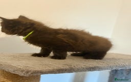 British Longhair cats for sale:  British longhair kittens 3 male 1 female  - Image 21