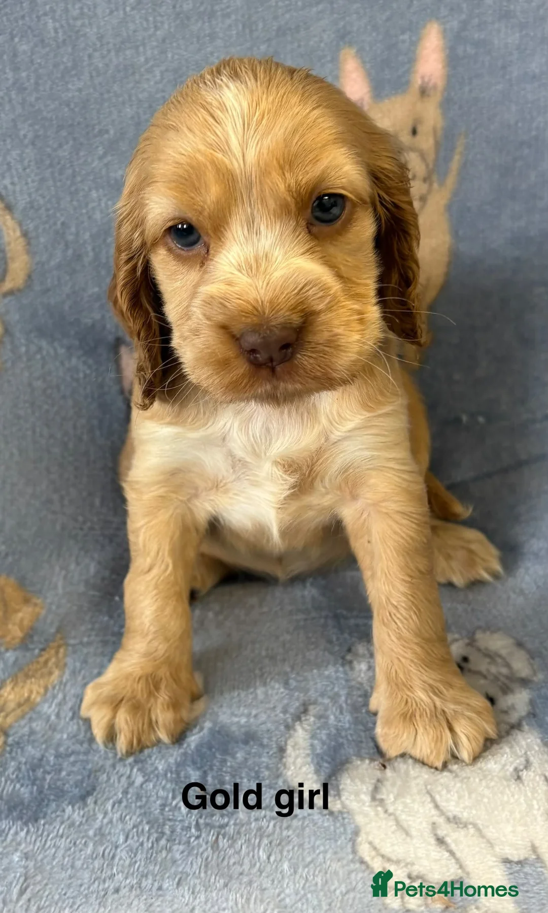 Cocker Spaniel dogs for sale: Stunning cocker spaniel puppies  - Advert 4