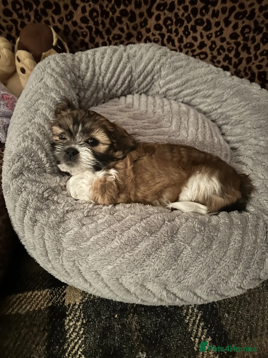 Lhasa Apso dogs for sale: KC Lhasa also Puppys  - Advert 2