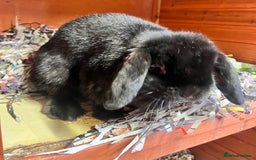 Mini Lop rabbits for sale: lop for sale - Image 2