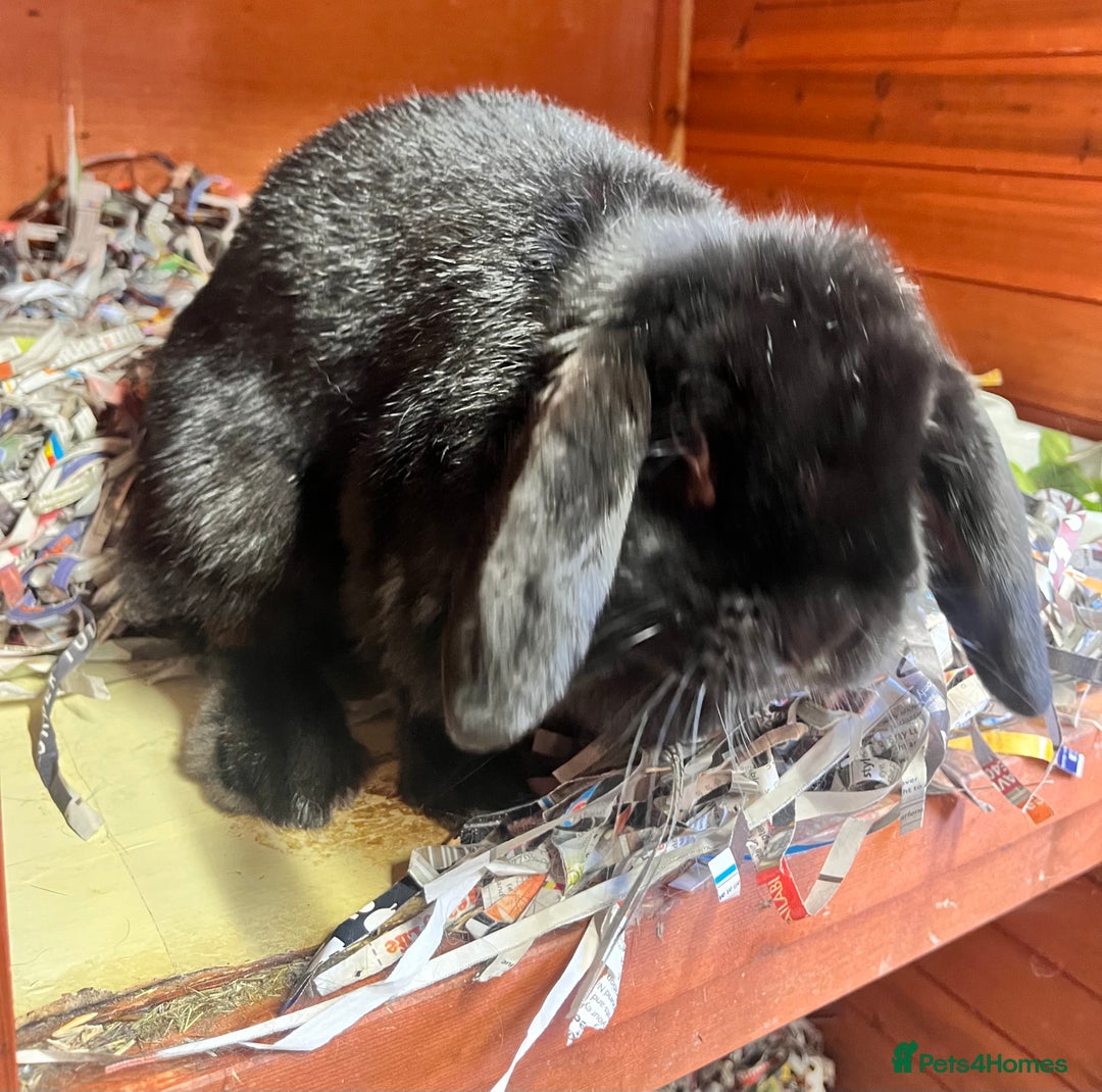 Mini Lop rabbits for sale: lop for sale - Image 2
