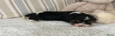 Cavalier King Charles Spaniel 2