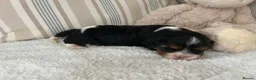 Cavalier King Charles Spaniel dogs for sale: Kc Reg’d, health tested female Cavalier pups - Advert 6