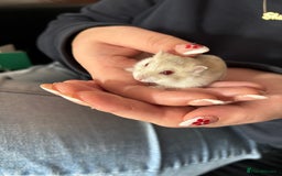Hamster rodents for sale: Remi  - Image 2