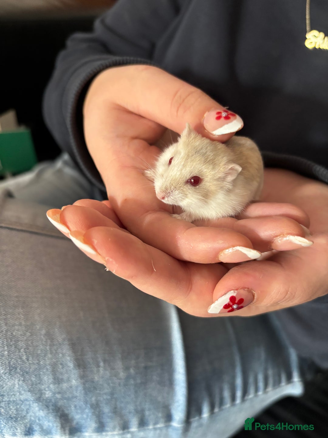 Hamster rodents for sale: Remi  - Image 2