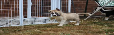 Huskita 2