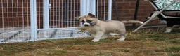 Huskita dogs for sale: Puppies for sale  - Advert 11