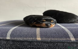 Rottweiler dogs for sale: Rottweiler puppies - Image 15