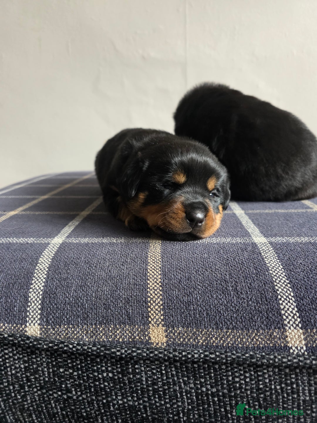 Rottweiler dogs for sale: Rottweiler puppies - Image 15