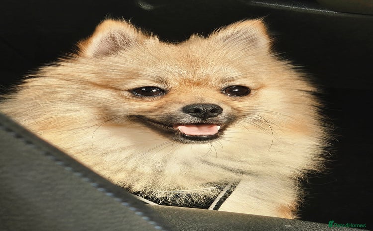 Pomeranian dogs - Advert 13