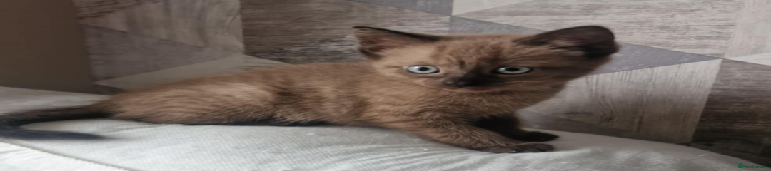 Ragdoll Kitten 1