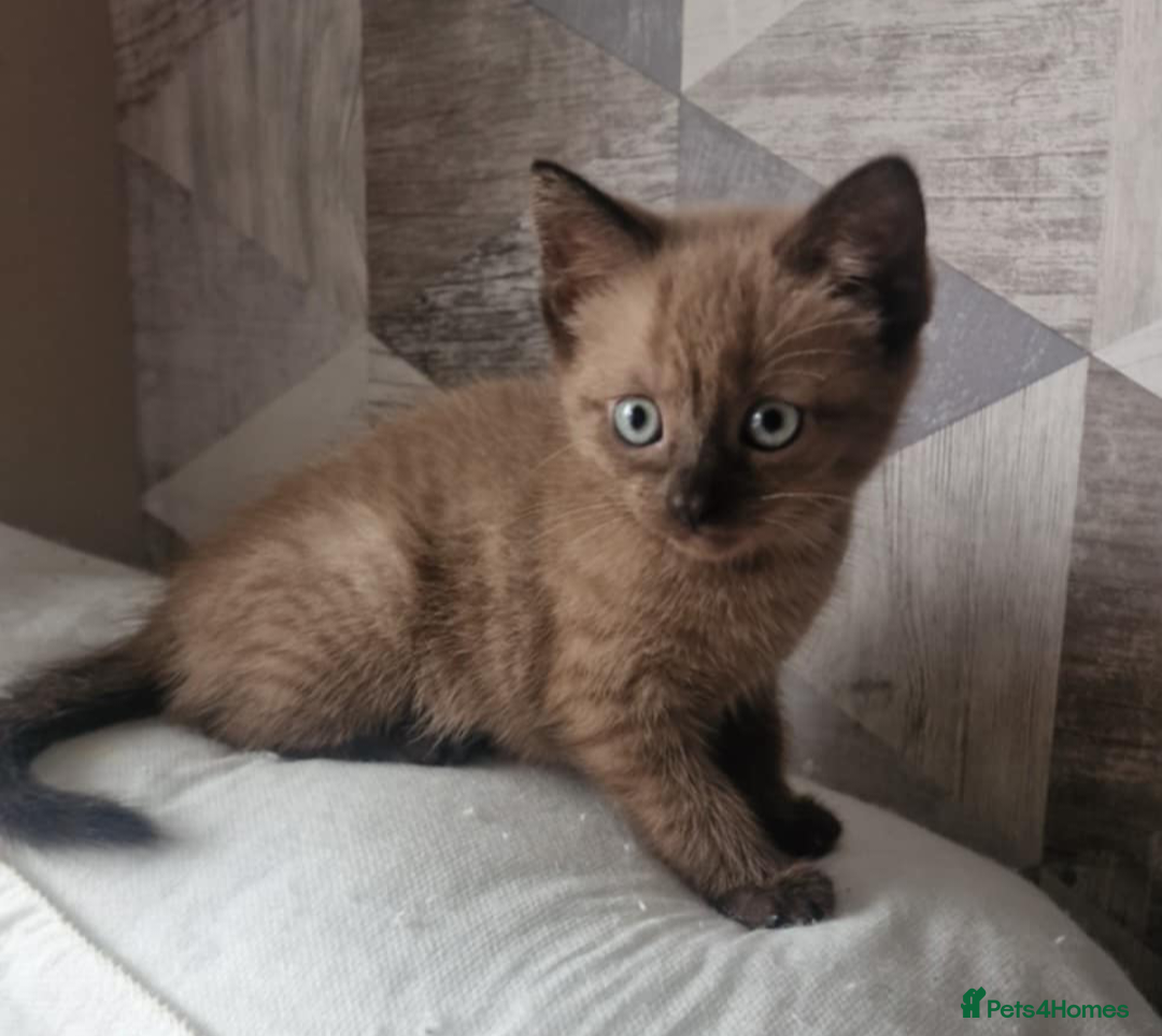 Ragdoll cats for sale: Ragdoll x bsh  - Image 2
