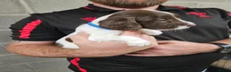 English Springer Spaniel dogs for sale:  KC REGISTERED ENGLISH SPRINGER SPANIEL PUPPIES  - Advert 9
