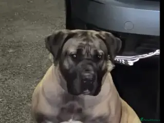 Presa Canario dogs 9 month old pure breed Presa canario - Advert 1