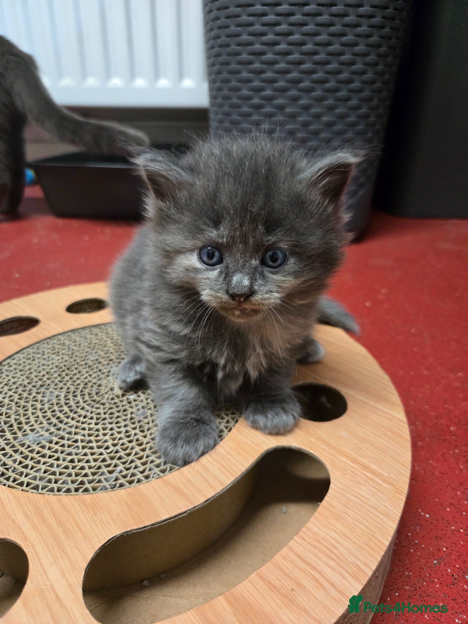 Mixed Breed cats for sale: Gorgeous kittens in Petersfield - Advert 2