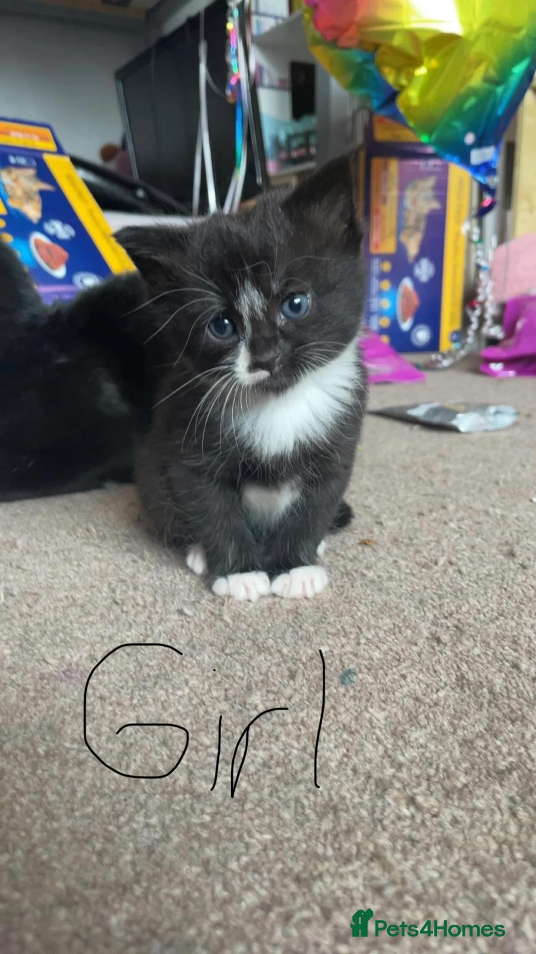 Mixed Breed cats for sale: Lovely kittens  - Advert 2