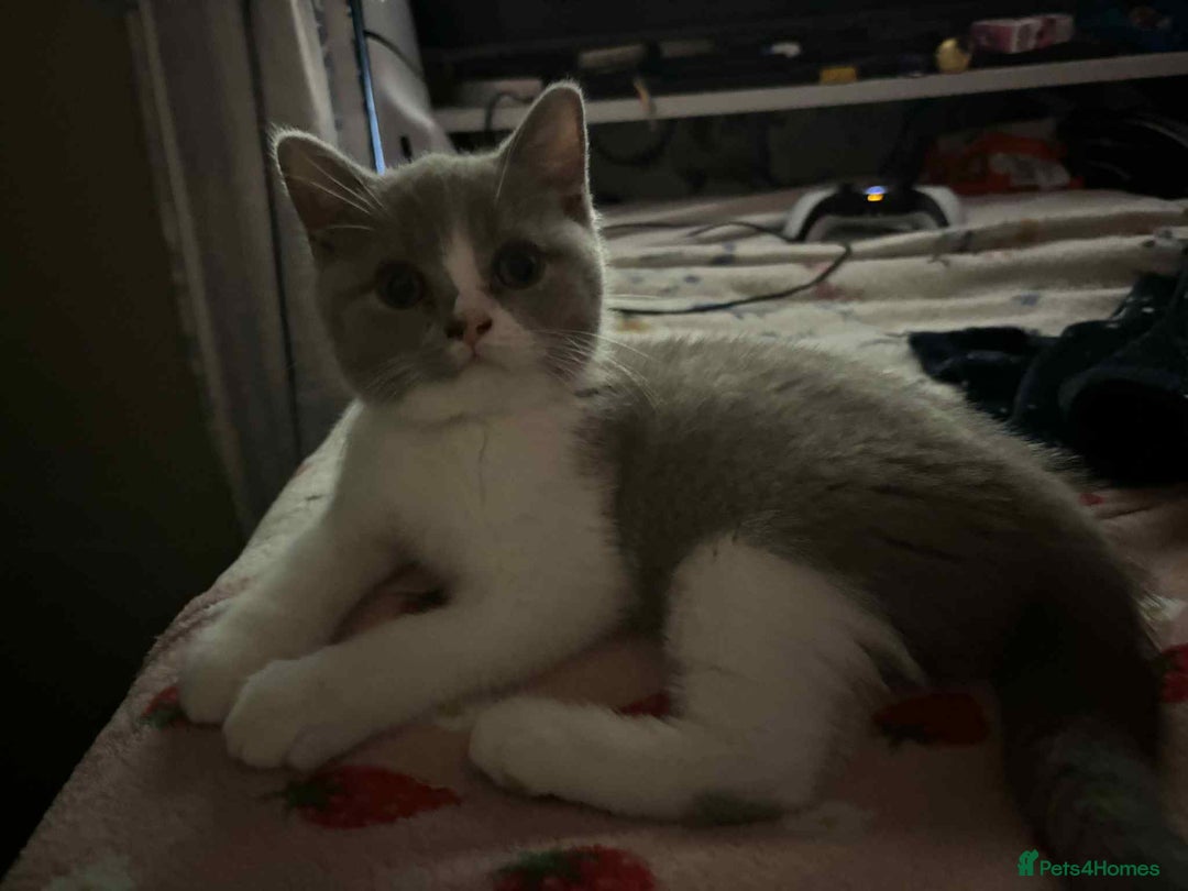British Shorthair cats for sale: British short hair boy still available - Image 1