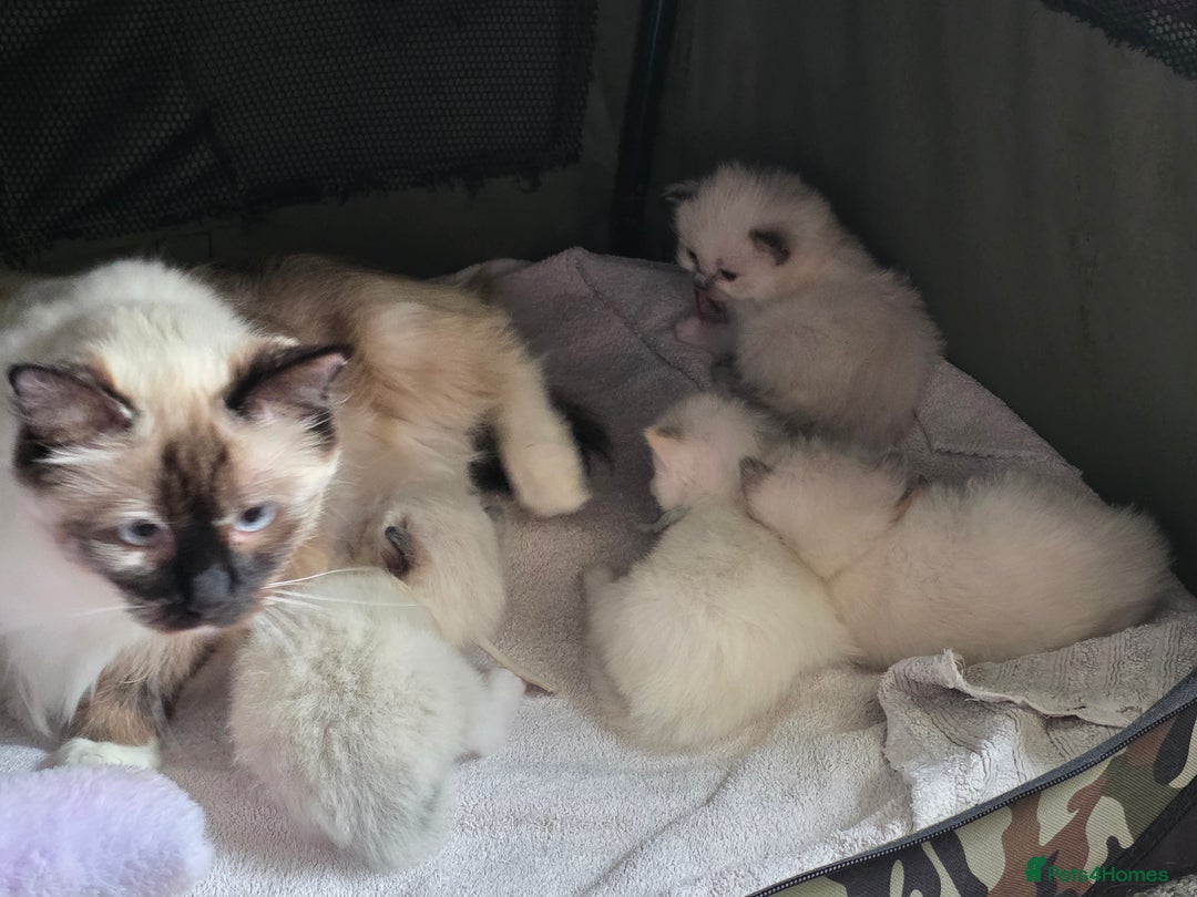Ragdoll cats for sale: Fully Vaccinated Ragdolls ready 8th Nov - Image 6