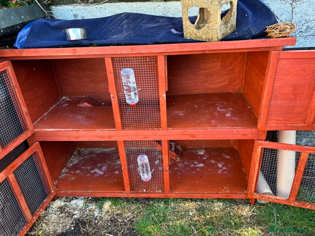 Guinea Pig rodents for sale: “4 Adorable Female Guinea Pigs with Hutch & Access - Image 11
