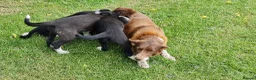 Border Collie dogs for sale: ISDS Registered Border Collie pup - Advert 10