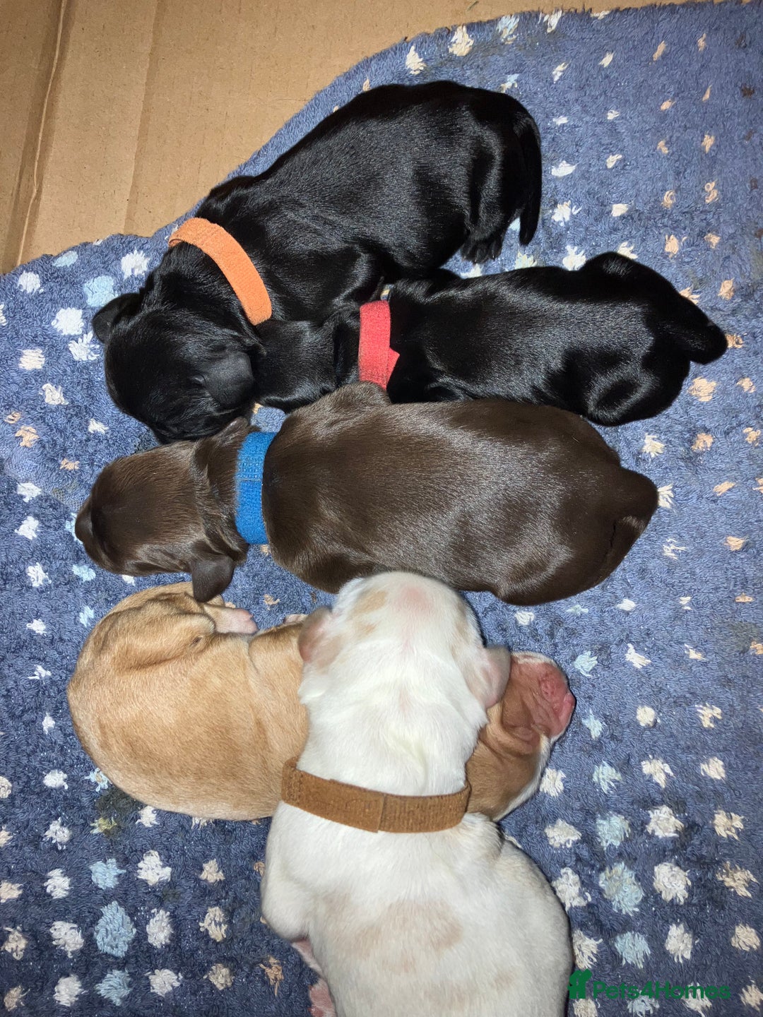 Cocker Spaniel dogs for sale: Working Cocker Spaniel puppy - Available now - Advert 4
