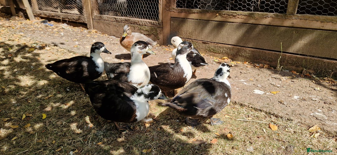 Ducks poultry for sale: Ducks - Image 3