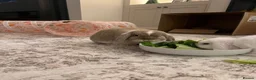 Mini Lop rabbits for sale: Bonded indoor free roam mini lop rabbits in Durham - Advert 4