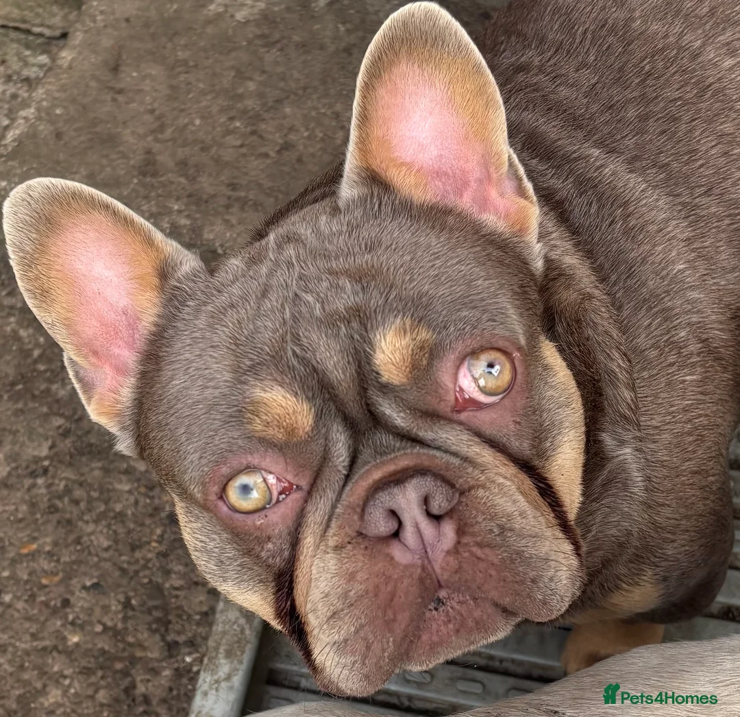 French Bulldog dogs for sale: French bulldogs pink and fluffy carriers - Advert 22