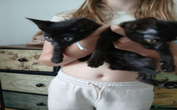 Mixed Breed cats for sale:  5 Black Tabbies - Image 3